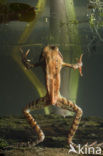 Common Frog (Rana temporaria)