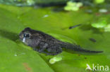 Common Frog (Rana temporaria)
