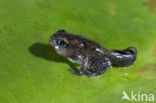 Bruine kikker (Rana temporaria)