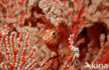 Dwarf hawkfish (Cirrhitichthys falco)