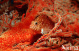 Dwarf hawkfish (Cirrhitichthys falco)