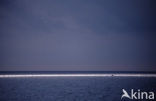 Caribbean Sea