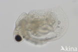 Ceriodaphnia quadrangula