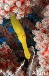 Chinese trumpetfish (Aulostomus chinensis)