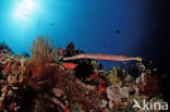 Chinese trumpetfish (Aulostomus chinensis)