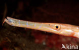 Chinese trumpetfish (Aulostomus chinensis)