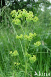 Cypress Spurge (Euphorbia cyparissias)