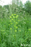 Cypress Spurge (Euphorbia cyparissias)