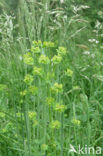 Cypress Spurge (Euphorbia cyparissias)