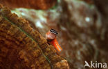 Comical blenny (Ecsenius opsifrontalis)