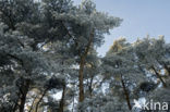 Corsican Pine (Pinus nigra var. maritima)