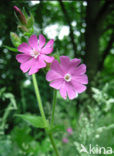 Dagkoekoeksbloem (Silene dioica)