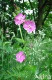 Dagkoekoeksbloem (Silene dioica)