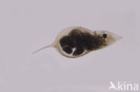 Daphnia cucullata