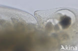 Daphnia cucullata