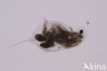 Daphnia galeata x hyalina Daphnia obscura