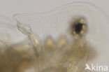 Daphnia galeata x hyalina Daphnia obscura