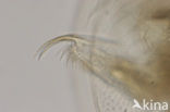 Daphnia galeata x hyalina Daphnia obscura