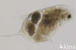 Daphnia galeata x hyalina