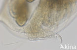 Daphnia galeata x hyalina