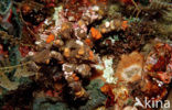 Decorator crab (Camposcia retusa)