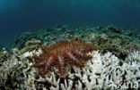 Crown-of-thorns Starfish (Acanthaster planci)