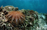 Doornenkroon (Acanthaster planci)