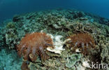 Crown-of-thorns Starfish (Acanthaster planci)