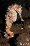 Thorny seahorse (Hippocampus histrix)