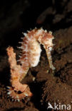 Thorny seahorse (Hippocampus histrix)