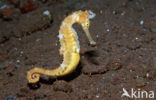 Thorny seahorse (Hippocampus histrix)