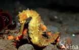 Thorny seahorse (Hippocampus histrix)