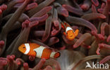 anemonefish