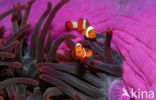 anemonefish