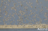 Drieteenstrandloper (Calidris alba)