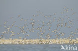 Drieteenstrandloper (Calidris alba)