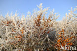 Sea-buckthorn (Hippophae rhamnoides)