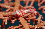 Bargibant’s Seahorse