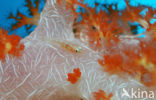 Common ghost goby (Pleurosicya mossambica)