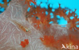 Common ghost goby (Pleurosicya mossambica)