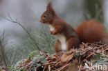 Eekhoorn (Sciurus vulgaris)