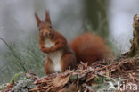 Red Squirrel (Sciurus vulgaris)