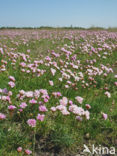 Engels gras (Armeria maritima) 