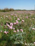 Engels gras (Armeria maritima) 