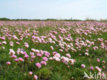 Engels gras (Armeria maritima) 