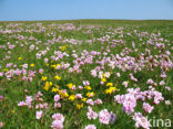 Thrift seapink (Armeria maritima)