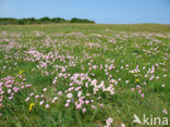 Thrift seapink (Armeria maritima)