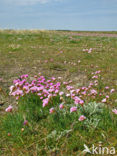 Engels gras (Armeria maritima) 