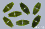 Euastrum cuneatum