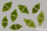 Euastrum humerosum var. affine